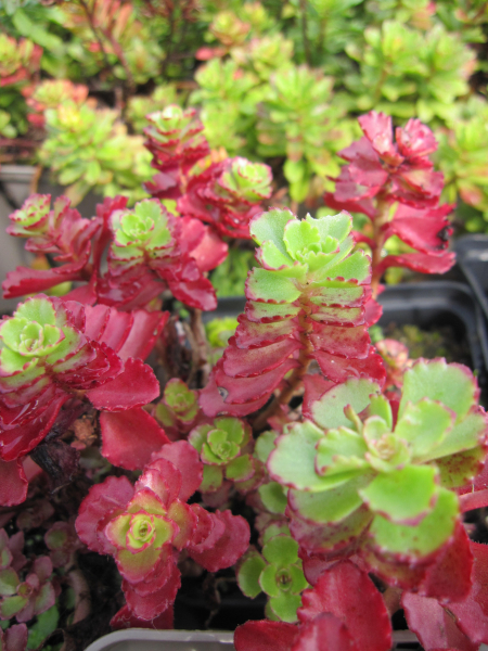 Sedum floriferum Weihenstephaner Gold - Gartenfettblatt Weihenstephaner Gold - Reichblühendes Fettblatt